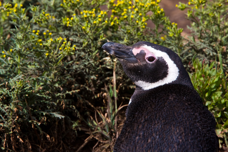 Magellanic Penguin